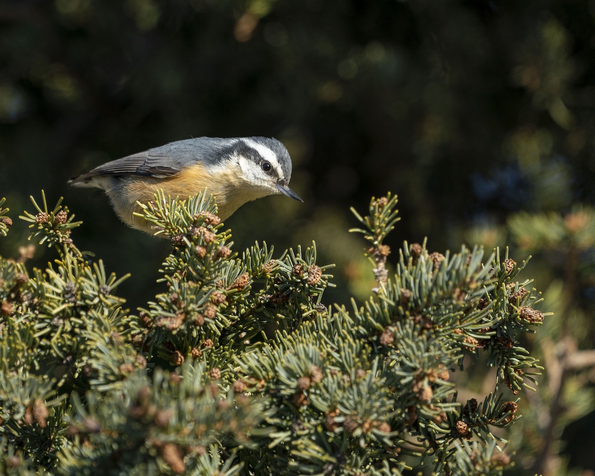 Red-breasted Nuthatch - ML524060201