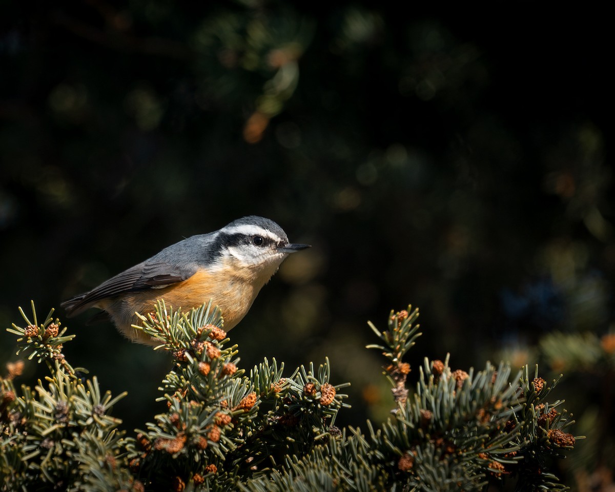 Red-breasted Nuthatch - ML524060221