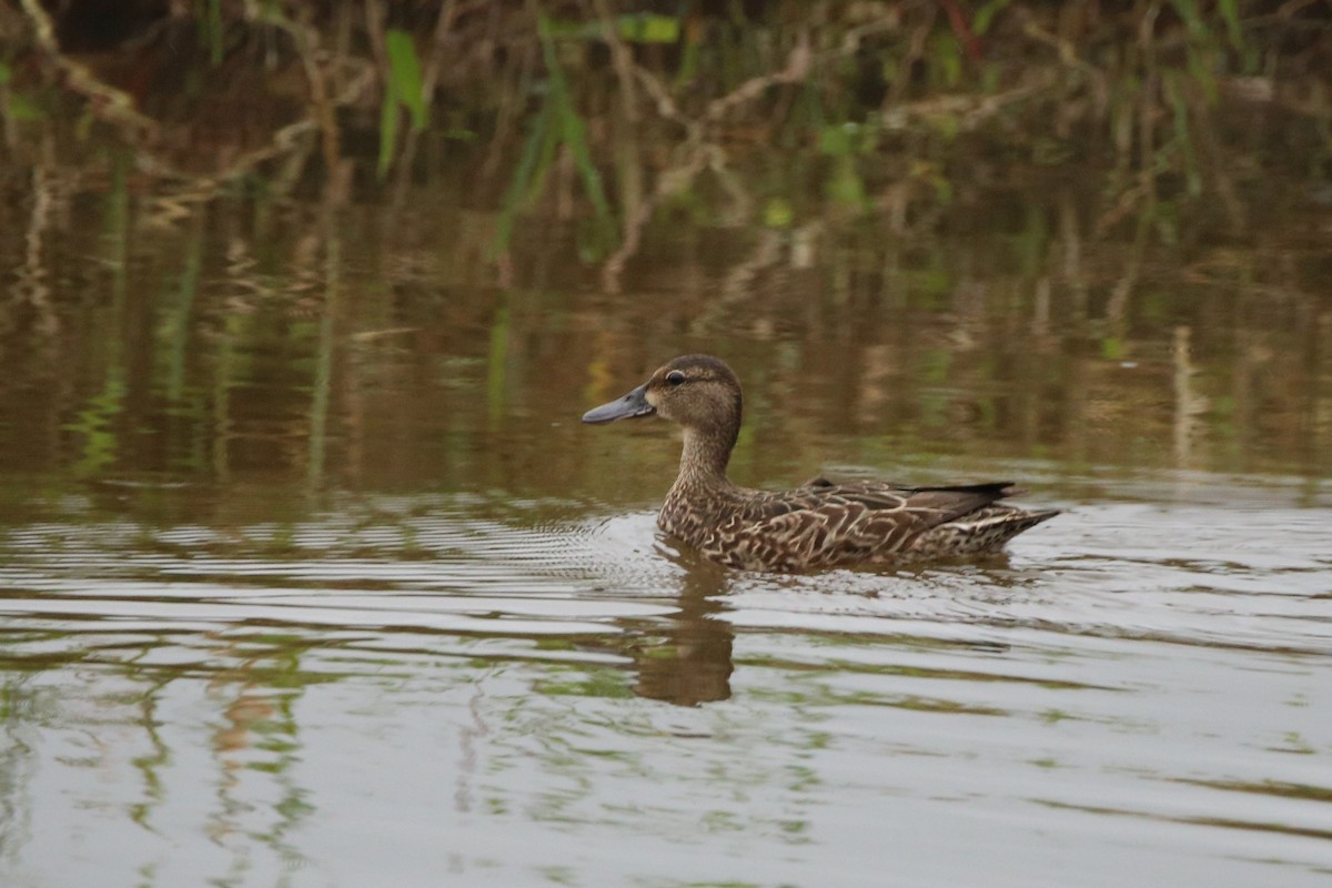 Blue-winged Teal - ML524060241