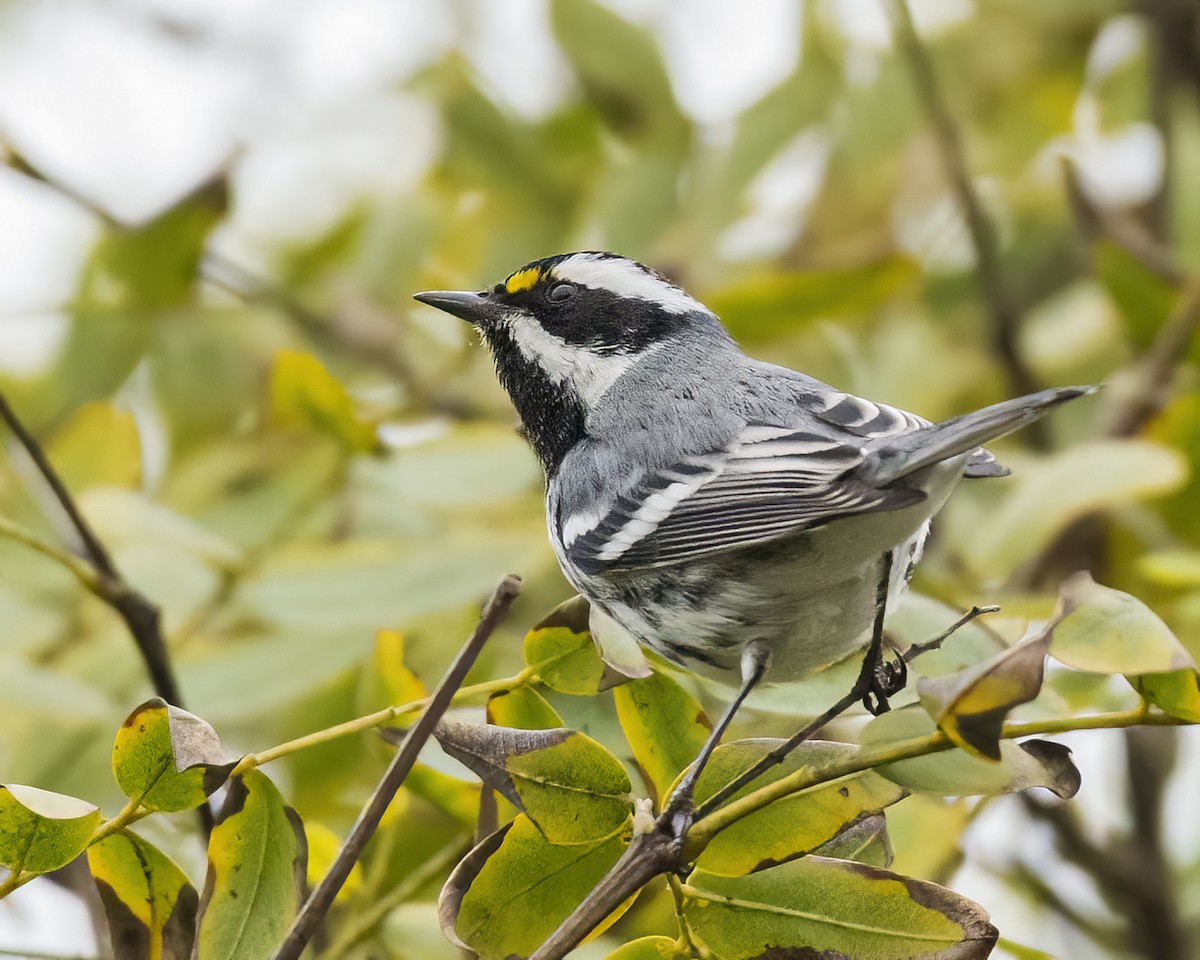 Black-throated Gray Warbler - ML524061031