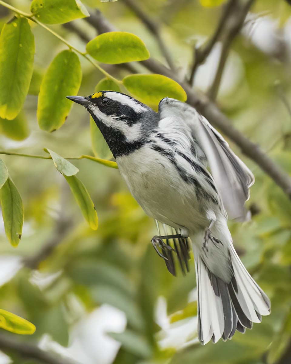 Black-throated Gray Warbler - ML524061141