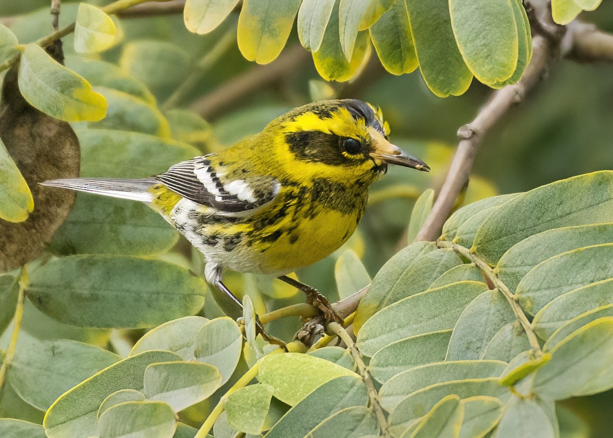 Townsend's Warbler - ML524061311