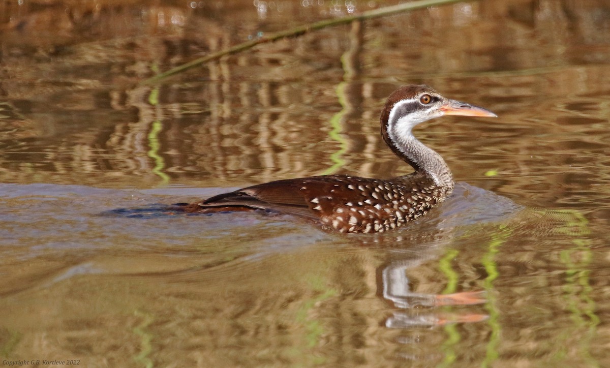 African Finfoot - ML524061711