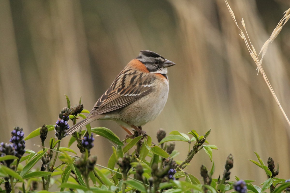Rufous-collared Sparrow - ML524064351