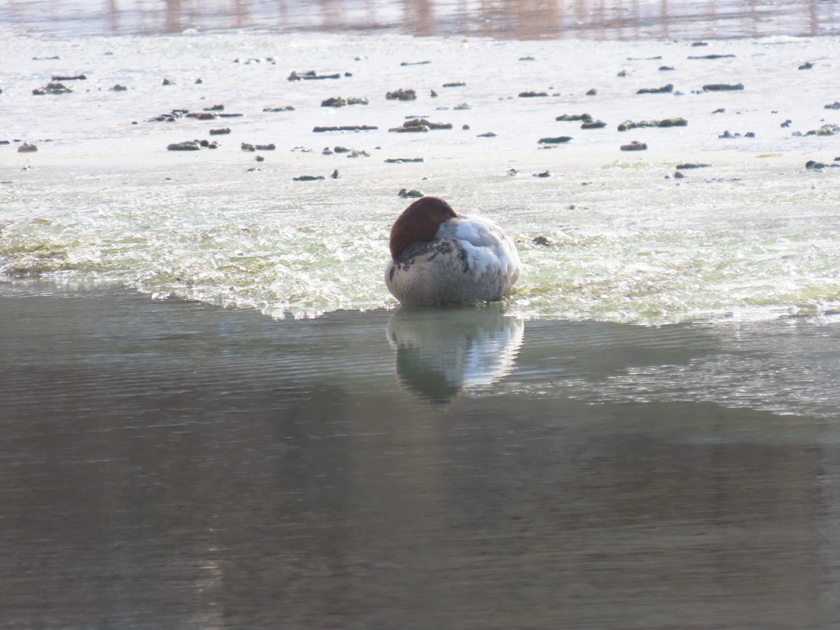 Canvasback - ML524065201