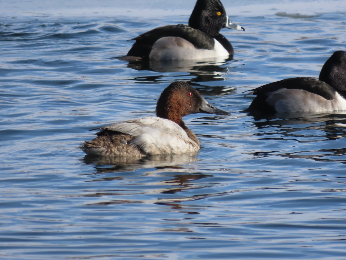 Canvasback - ML524065261