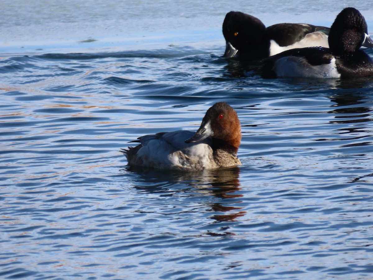 Canvasback - ML524065281