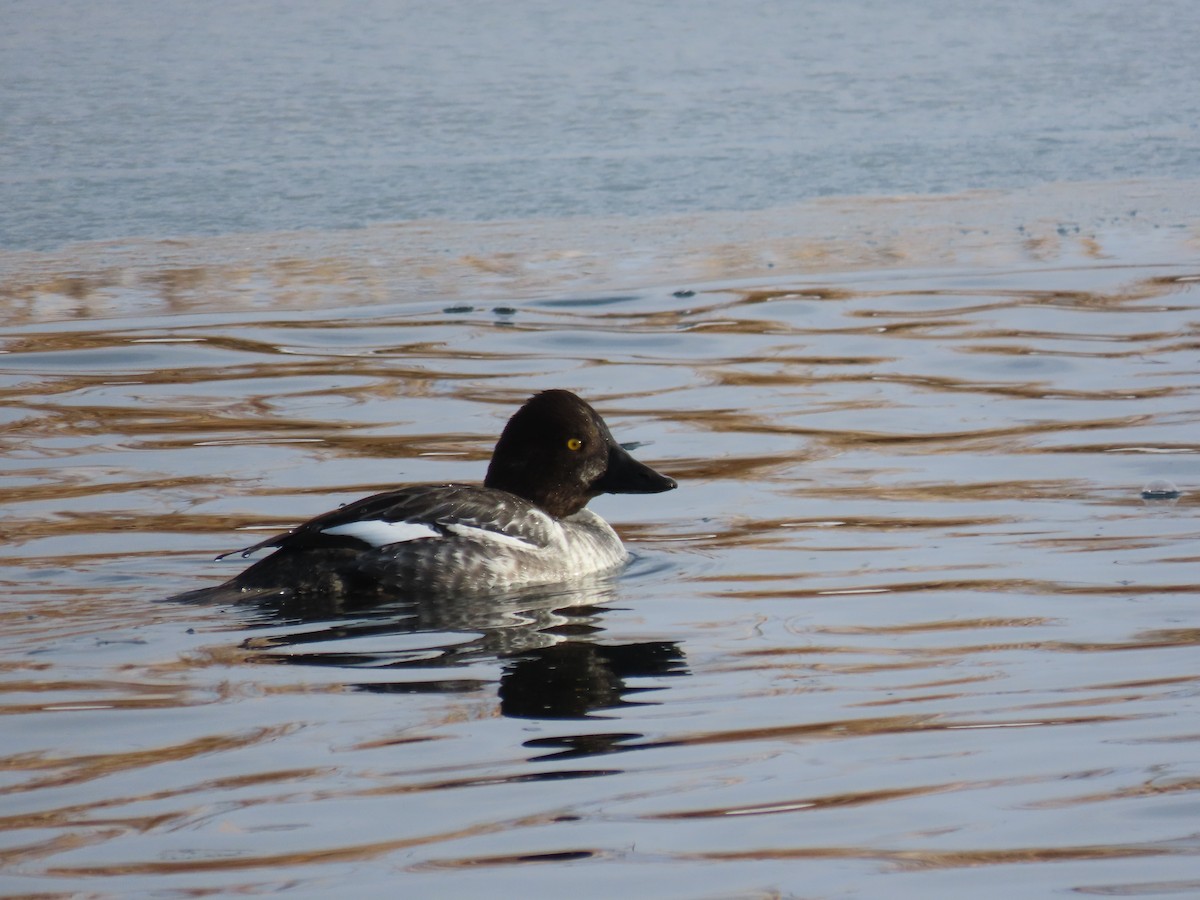 Common Goldeneye - ML524066191