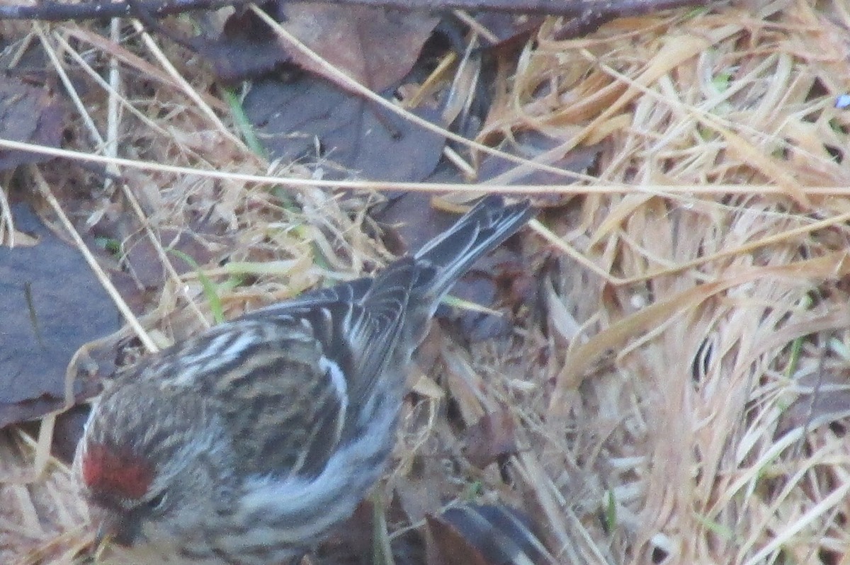 Common Redpoll - Jessica Setter