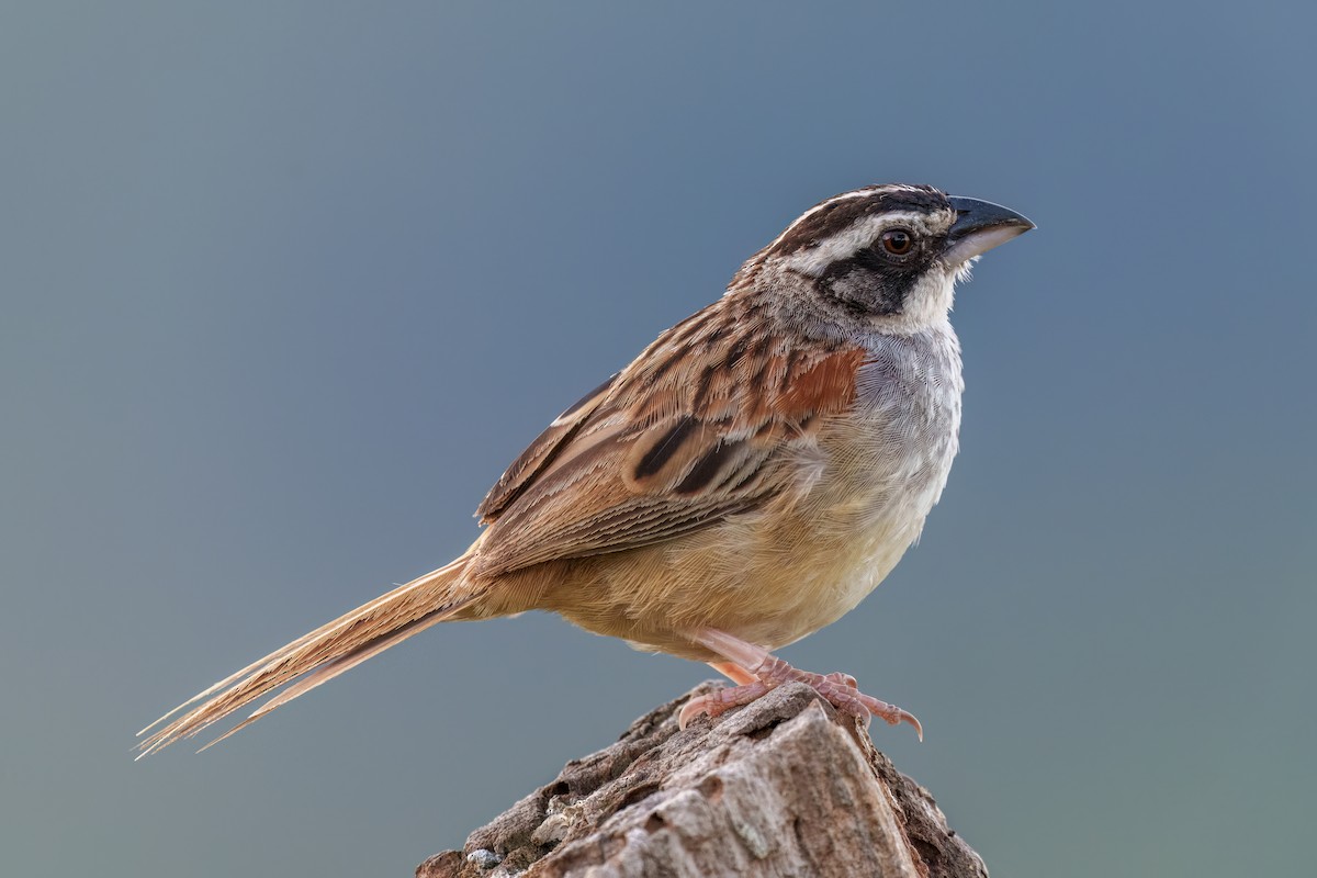 Stripe-headed Sparrow - Jeff Hapeman