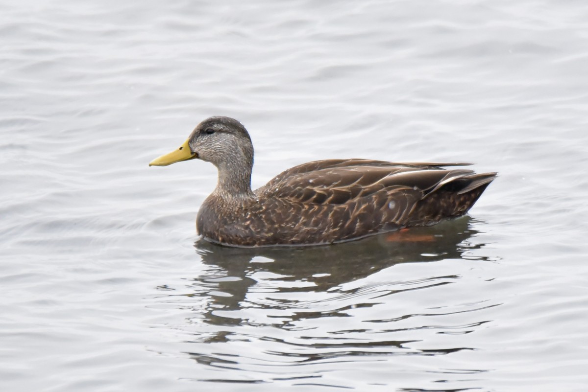 American Black Duck - Christopher Veale