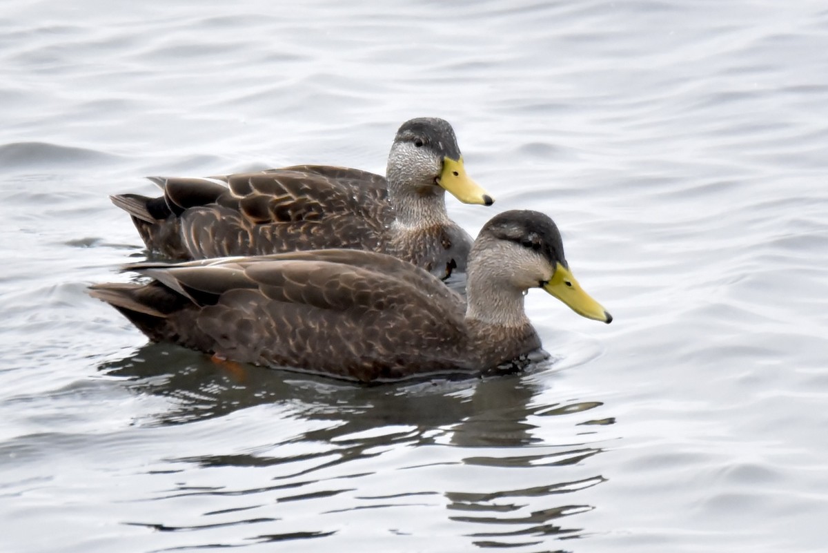 American Black Duck - Christopher Veale