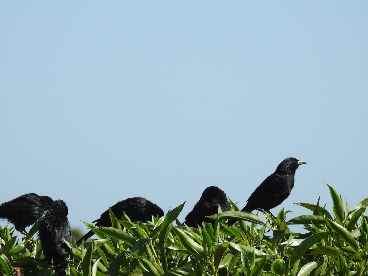 Austral Blackbird - ML524067921