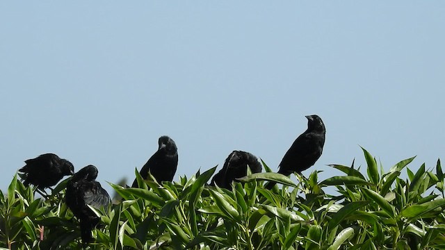 patagoniatrupial - ML524067971