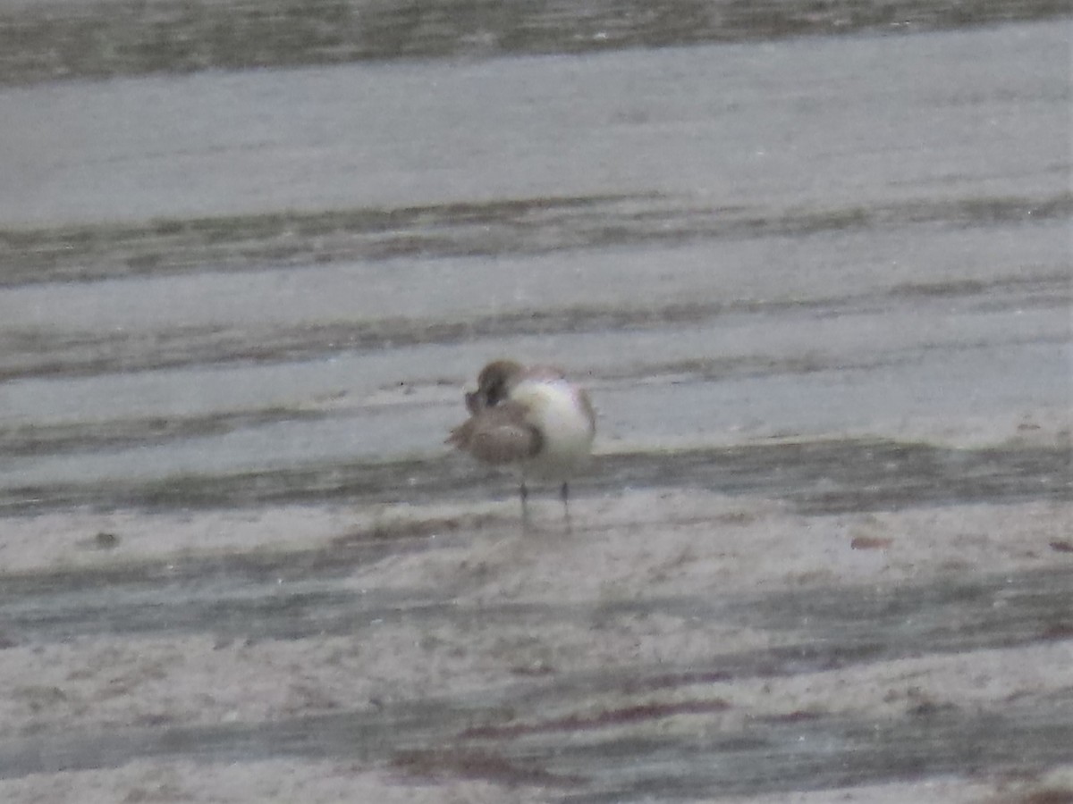 shorebird sp. - ML524068471