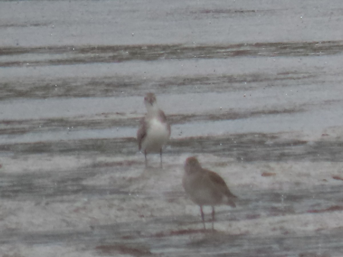 shorebird sp. - ML524068521