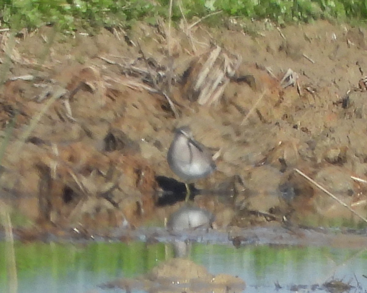 Long-billed Dowitcher - Ramon Ruiz