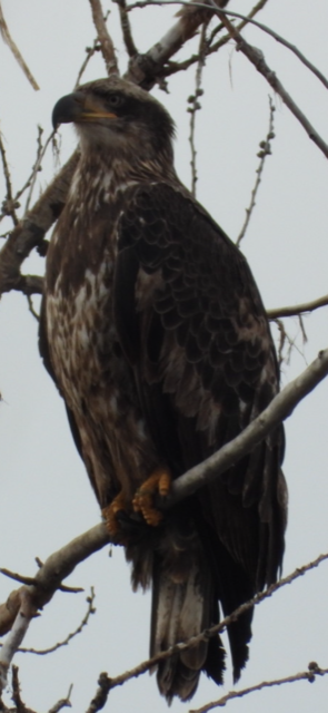 Bald Eagle - ML524070501