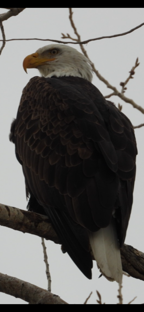 Bald Eagle - ML524070551