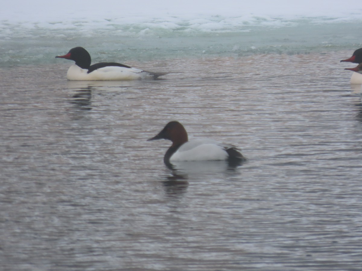 Canvasback - ML524071281