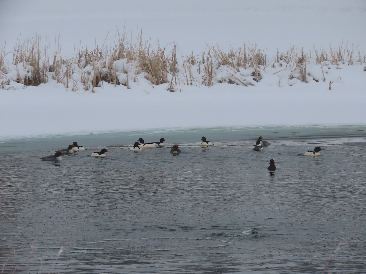 Canvasback - ML524071301