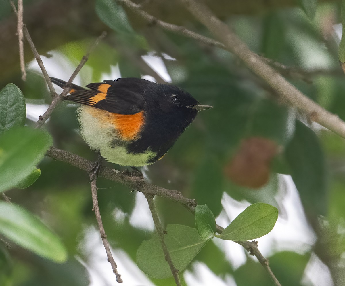American Redstart - ML524071731