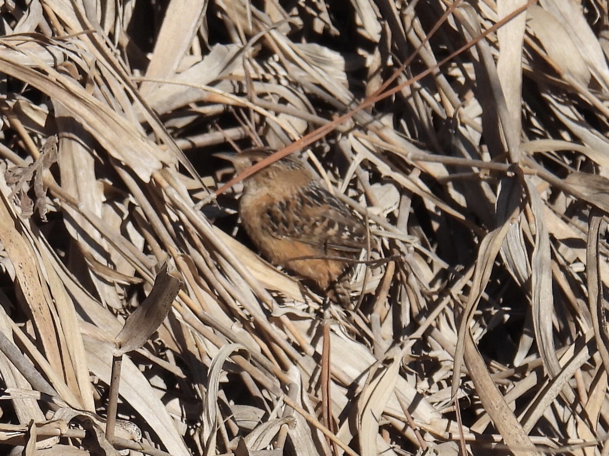 Sedge Wren - ML524072771