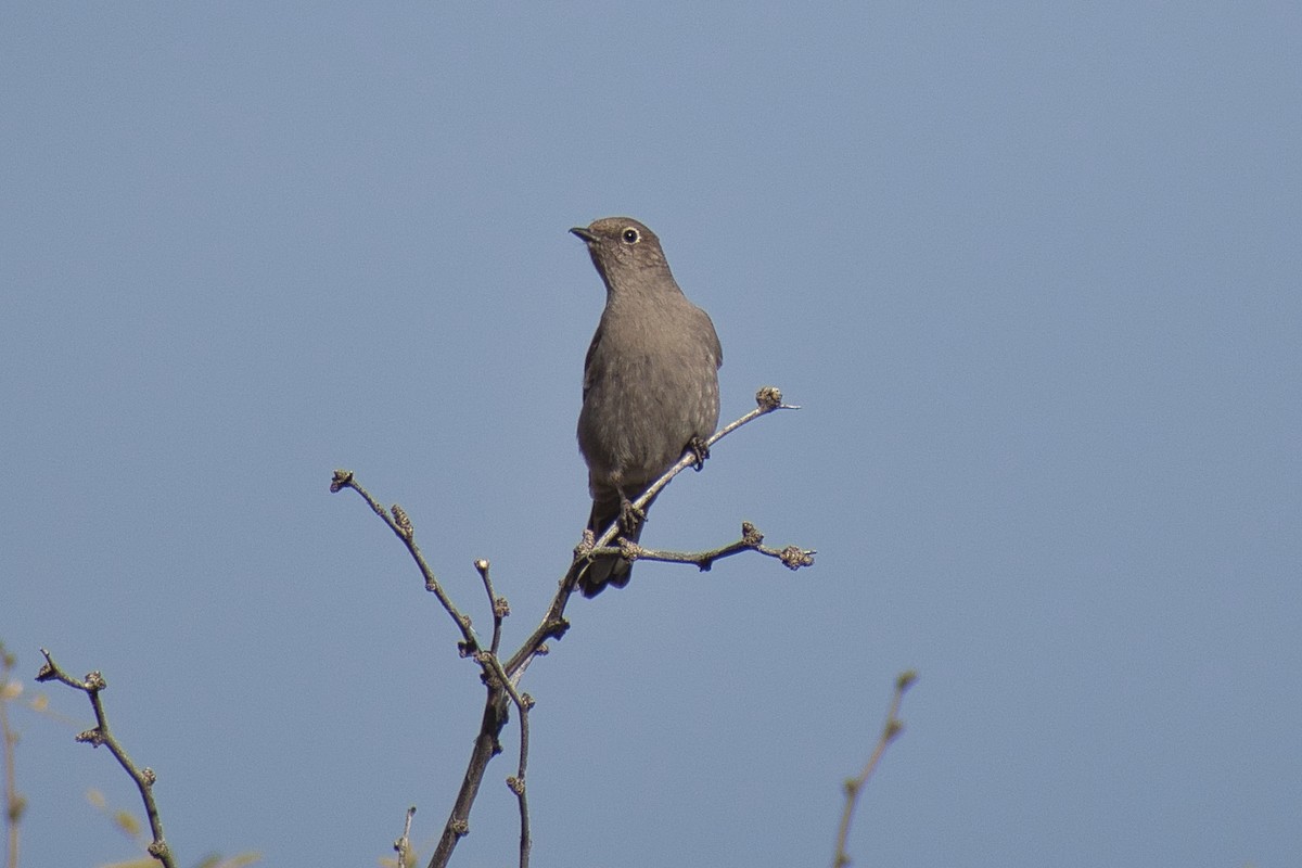 Townsend's Solitaire - ML524073181