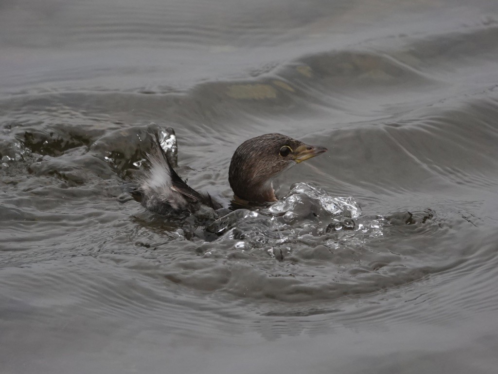 Pied-billed Grebe - ML524073531