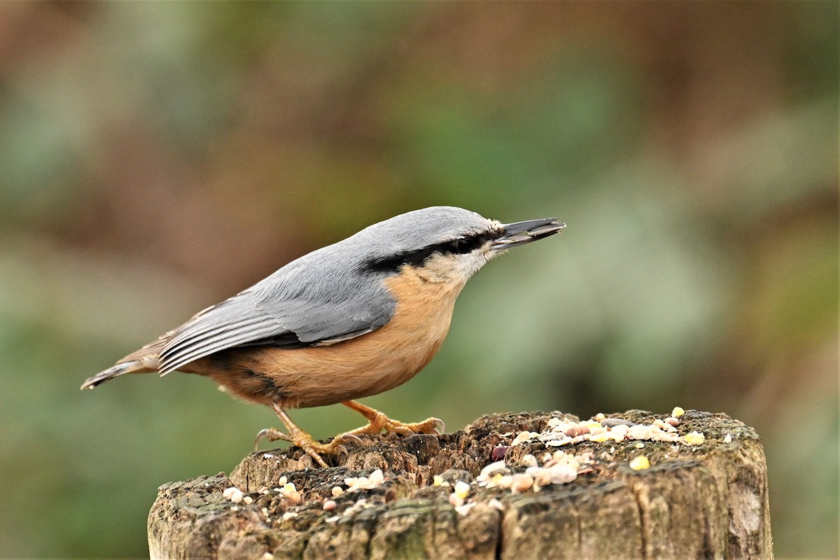 Eurasian Nuthatch - ML524074001