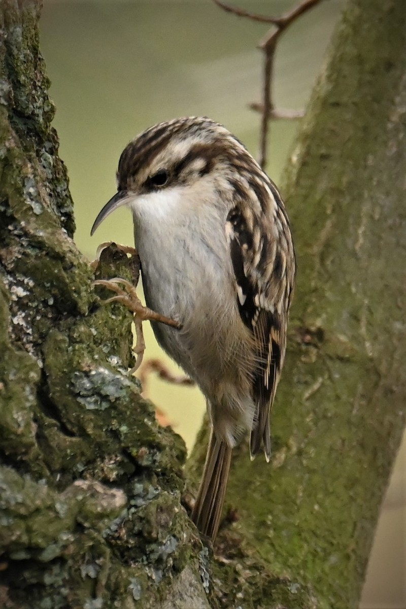 Short-toed Treecreeper - ML524074181