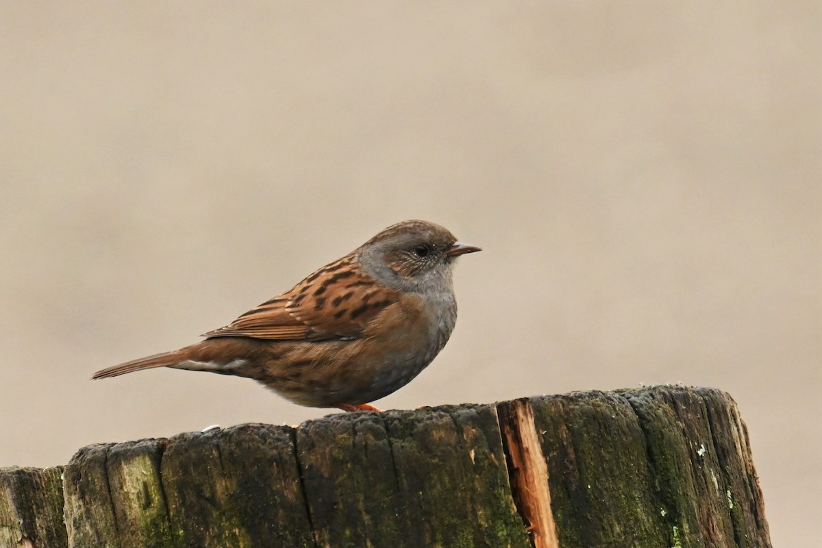 Dunnock - ML524074341