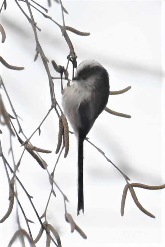 Long-tailed Tit - ML524074751