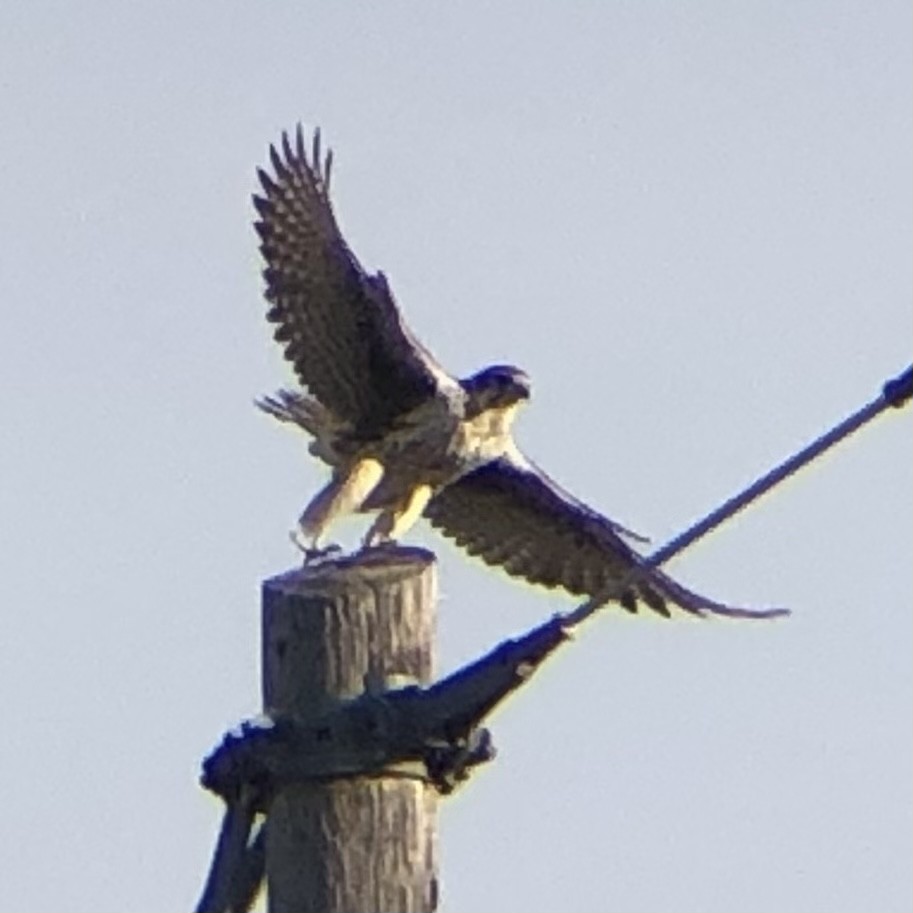 Prairie Falcon - ML524074871