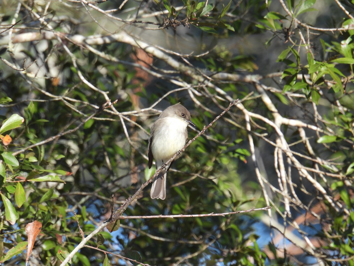 Eastern Phoebe - ML524075821