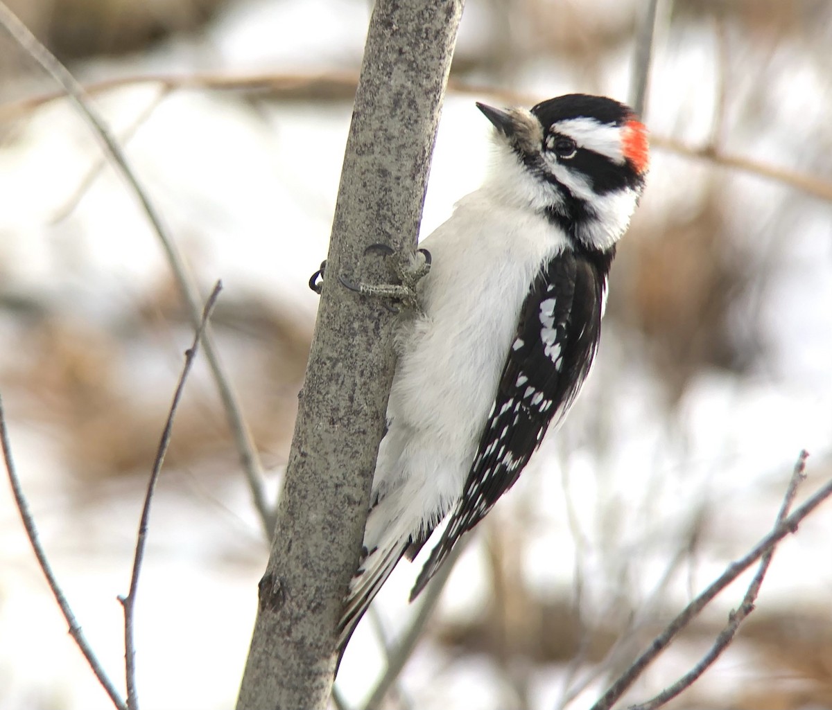 Downy Woodpecker - ML524076011