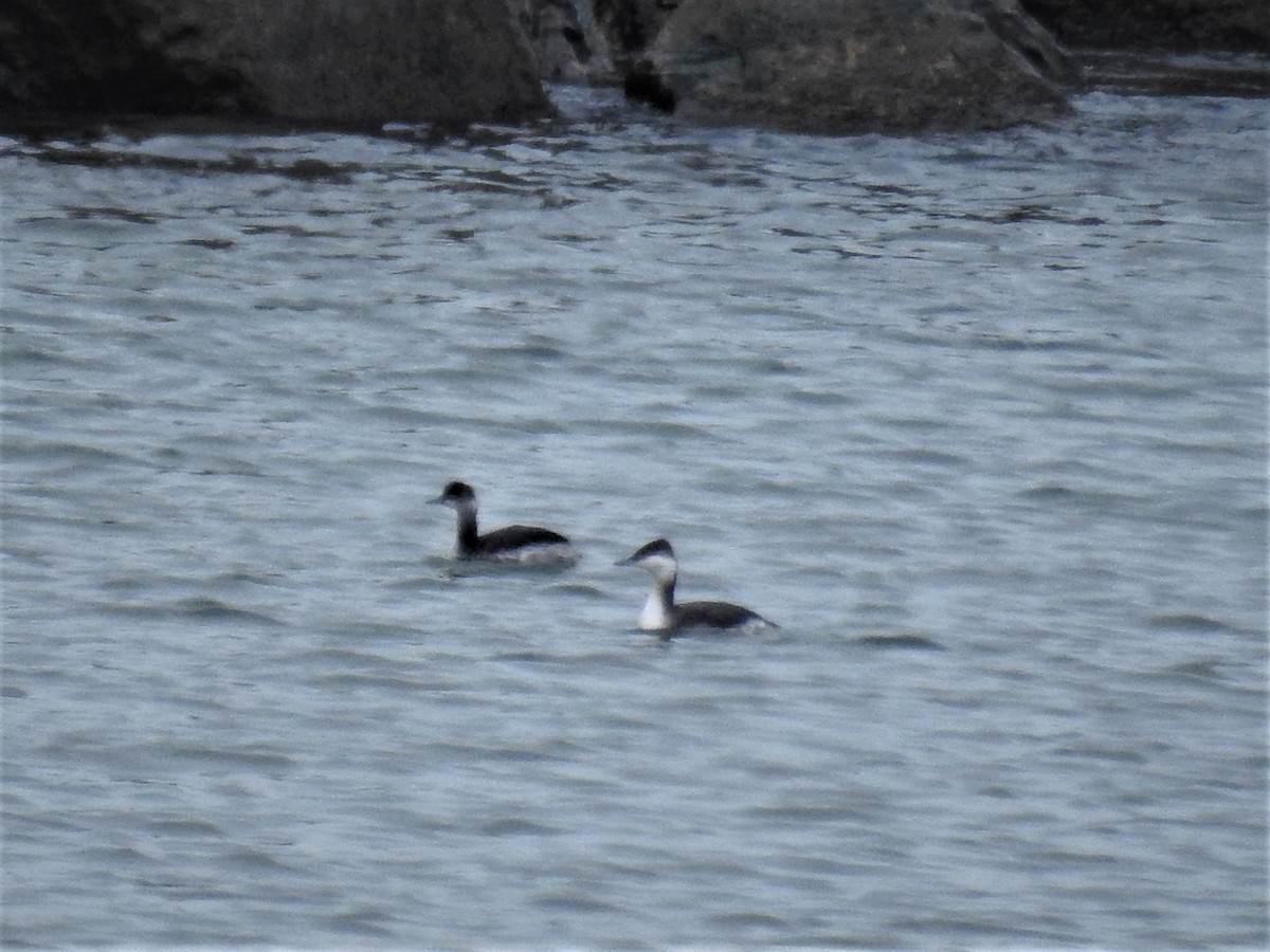 Eared Grebe - ML524076991