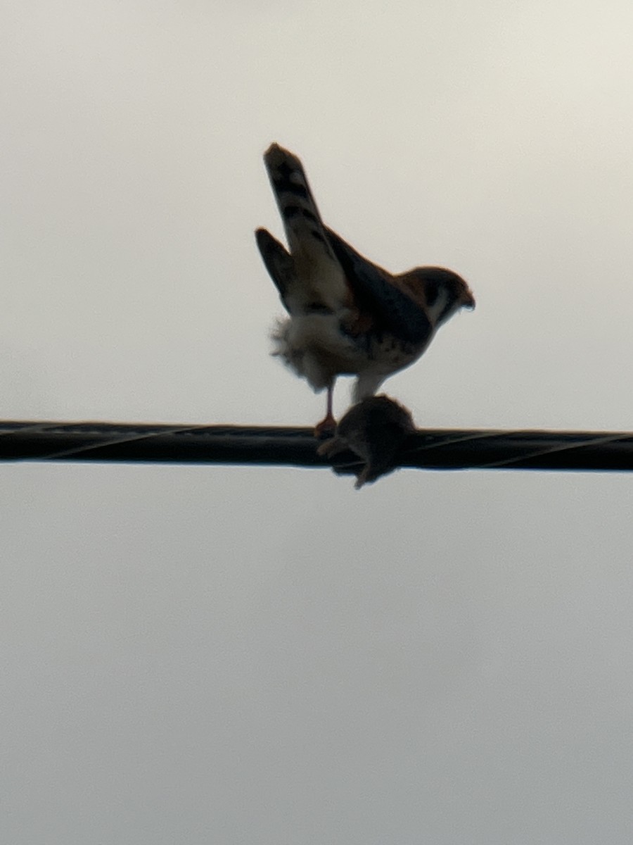 American Kestrel - ML524078751