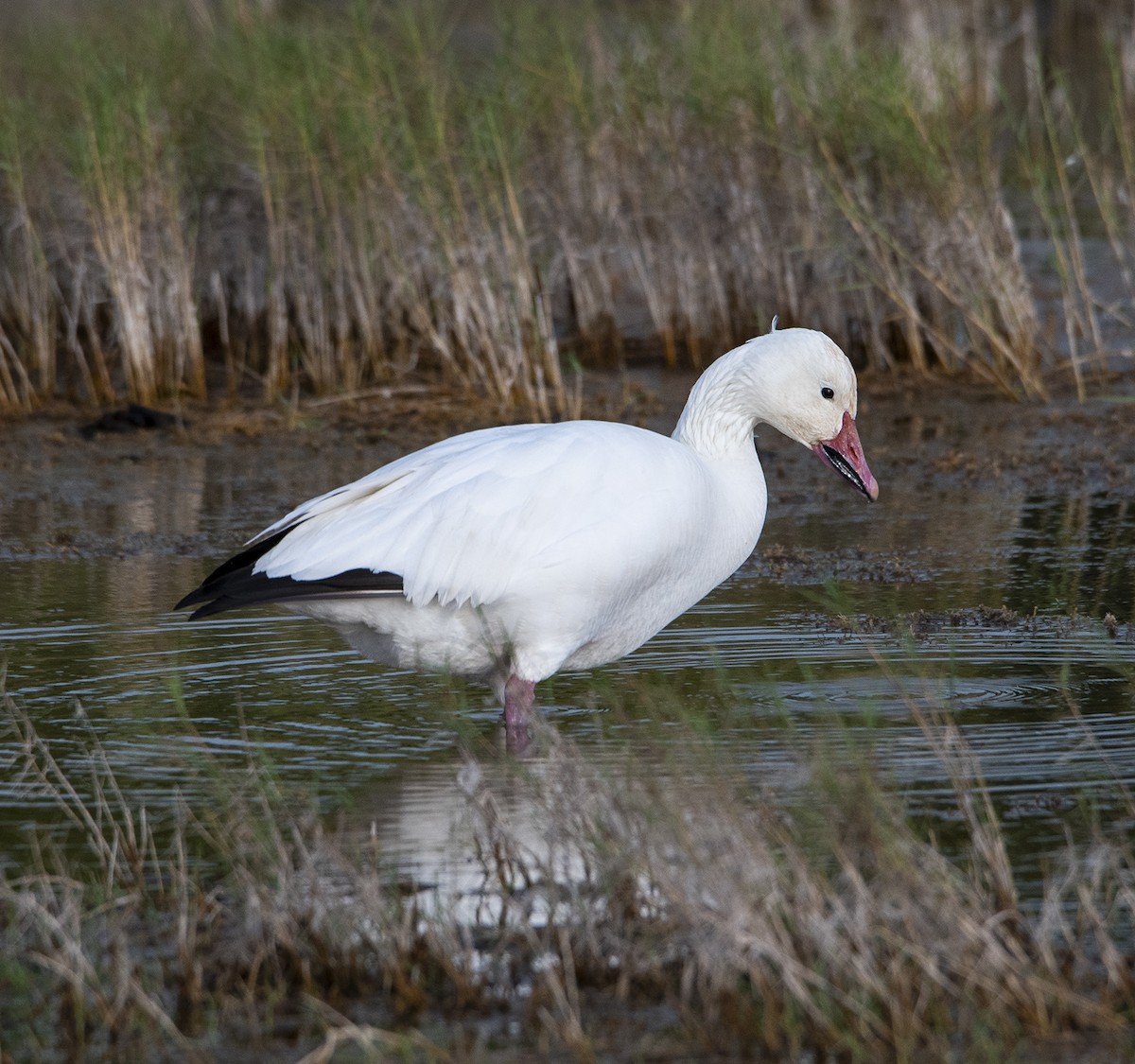 Snow Goose - ML524080071