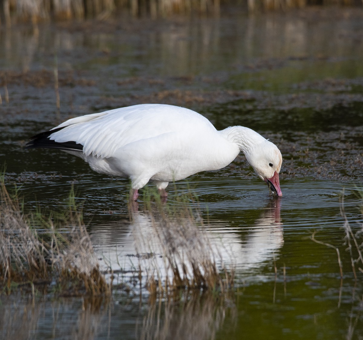 Snow Goose - Paúl  Martínez Córdova