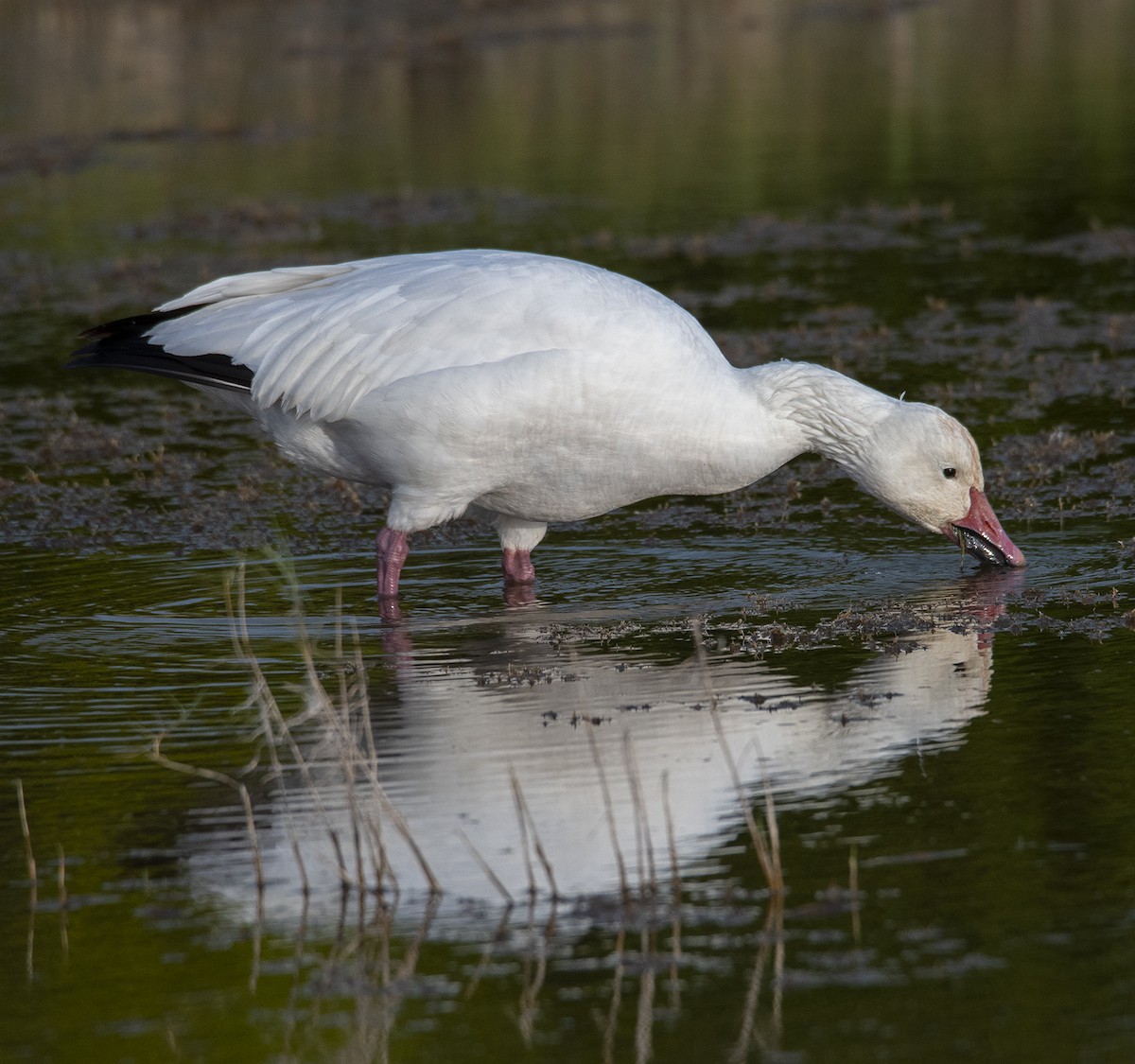 Snow Goose - ML524080091