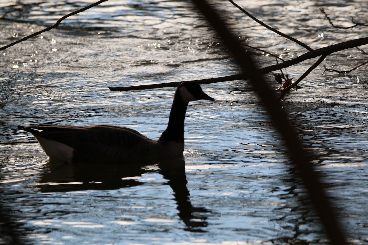 Canada Goose - ML524080761