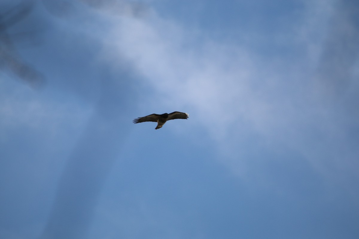 Red-tailed Hawk - ML524080821