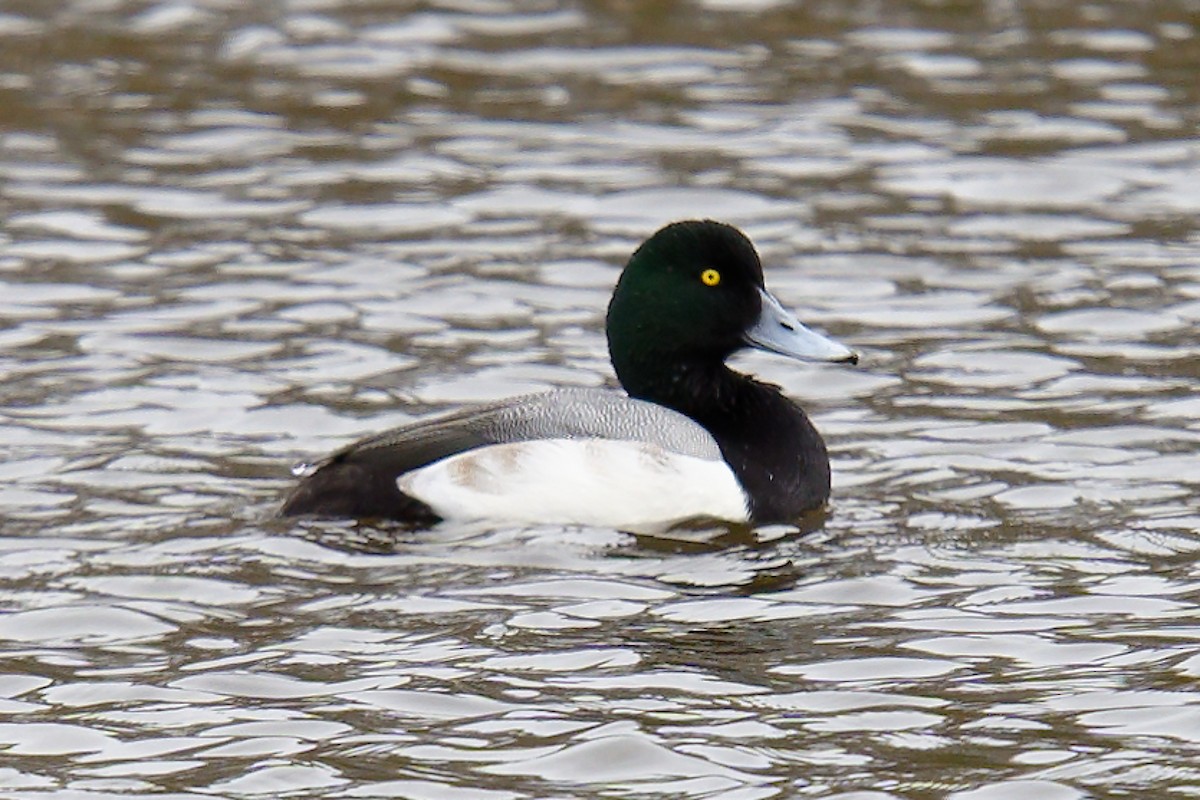 Greater Scaup - ML524081061