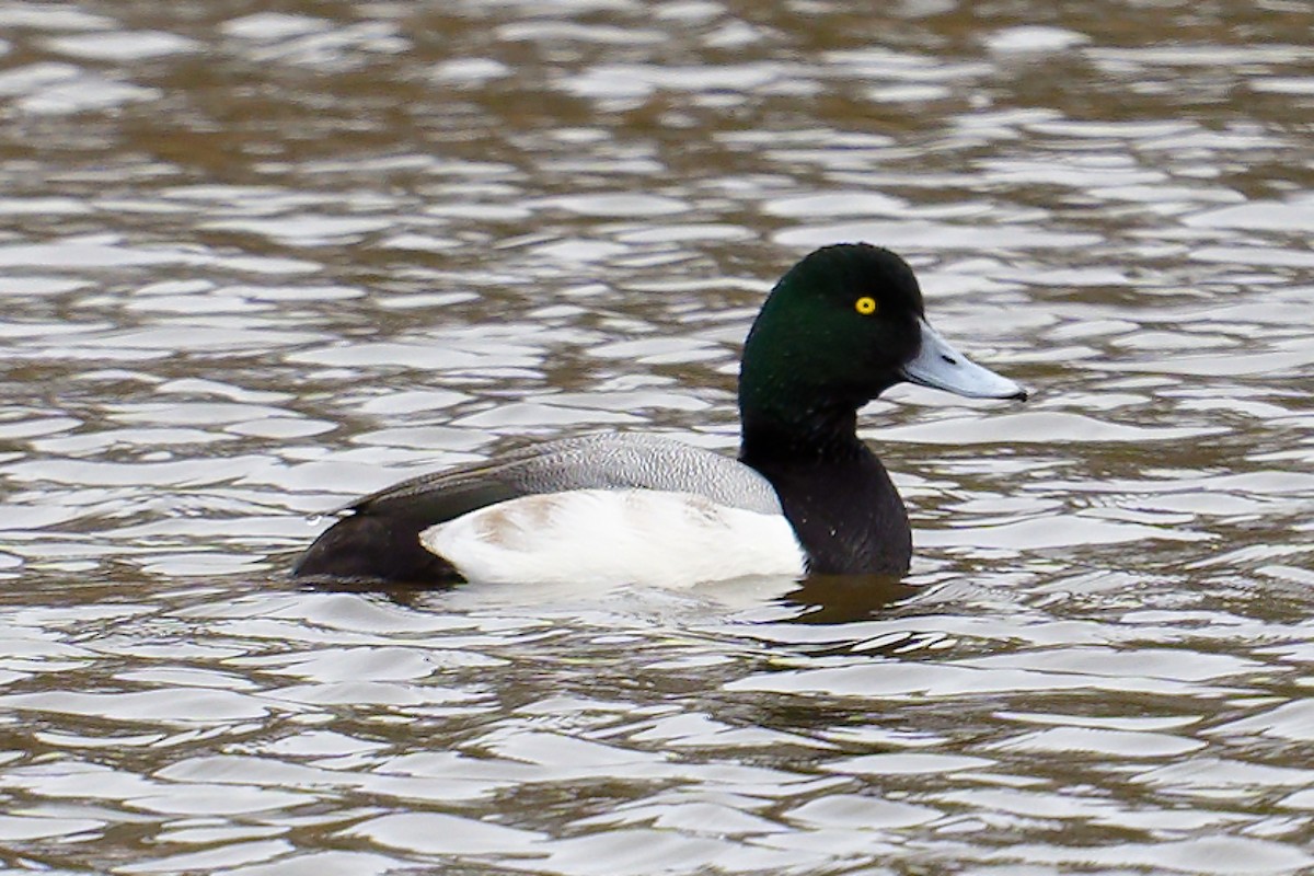 Greater Scaup - ML524081071