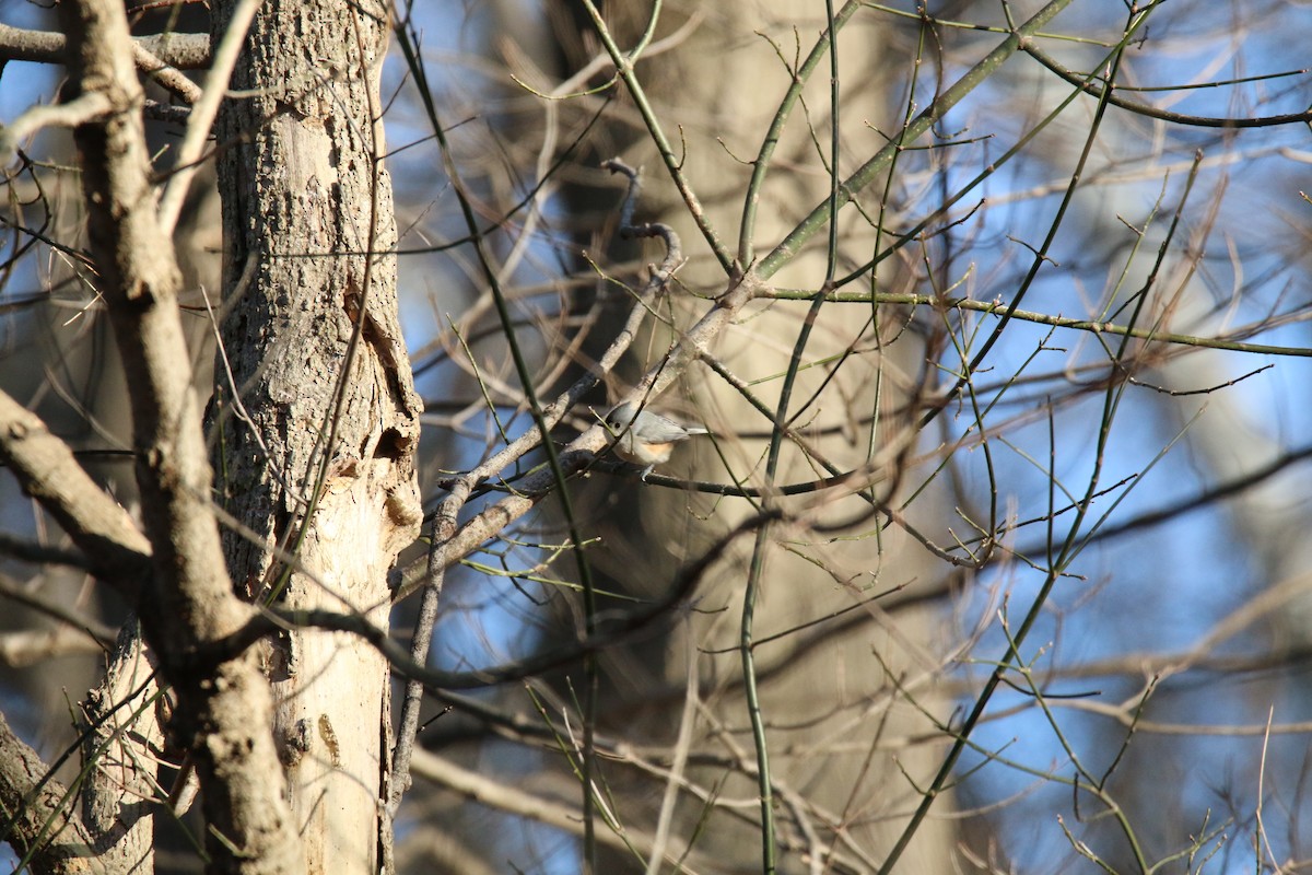 Tufted Titmouse - ML524081161