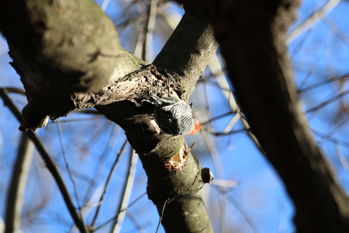 Red-bellied Woodpecker - ML524081311