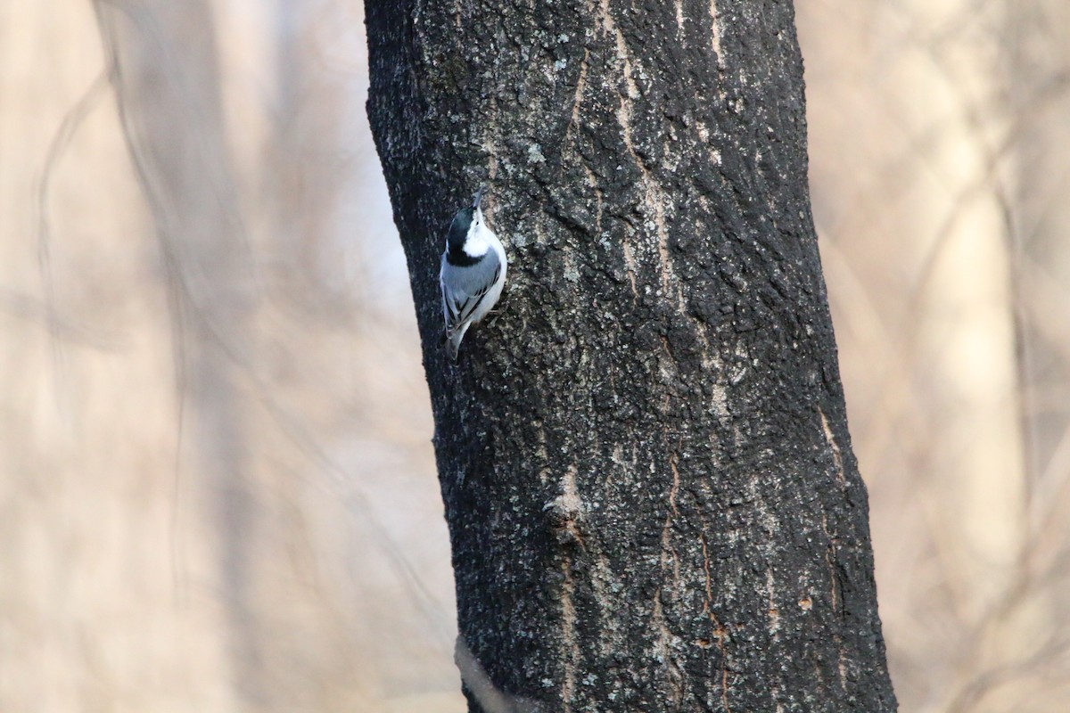 White-breasted Nuthatch - ML524081781