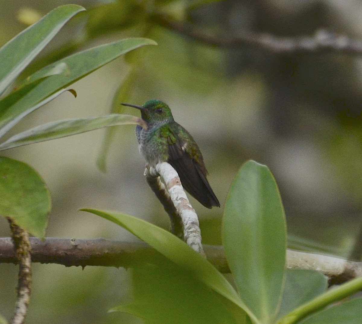 Blue-chested Hummingbird - ML524081831