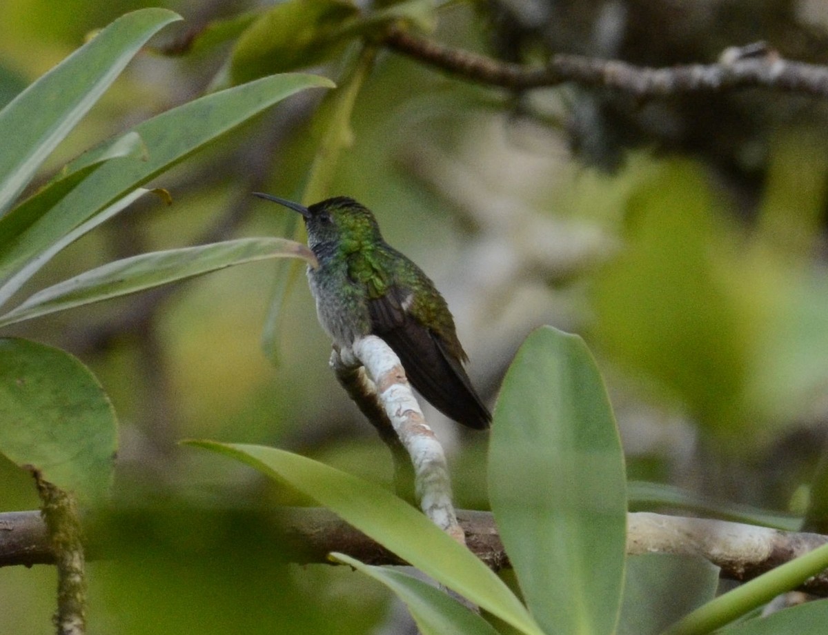 kolibřík modroprsý - ML524081841